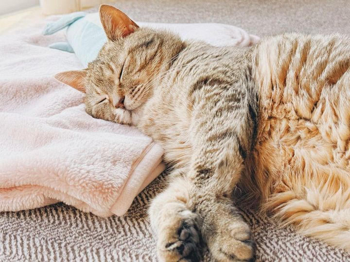 ぐっすり眠っている14歳のねこ。そばで眠っていると、わたしも安心します。