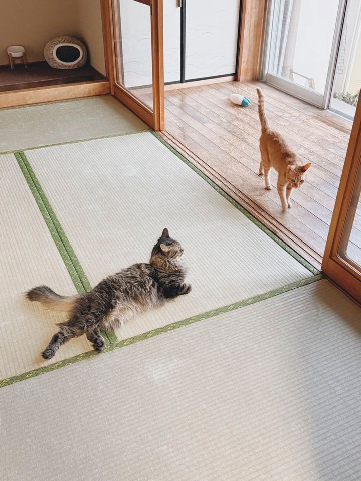 どれだけ仲がよくても、ときにはひとりで眠ったり、遊んだり、のんびり過ごしている様子をよく見かけます。