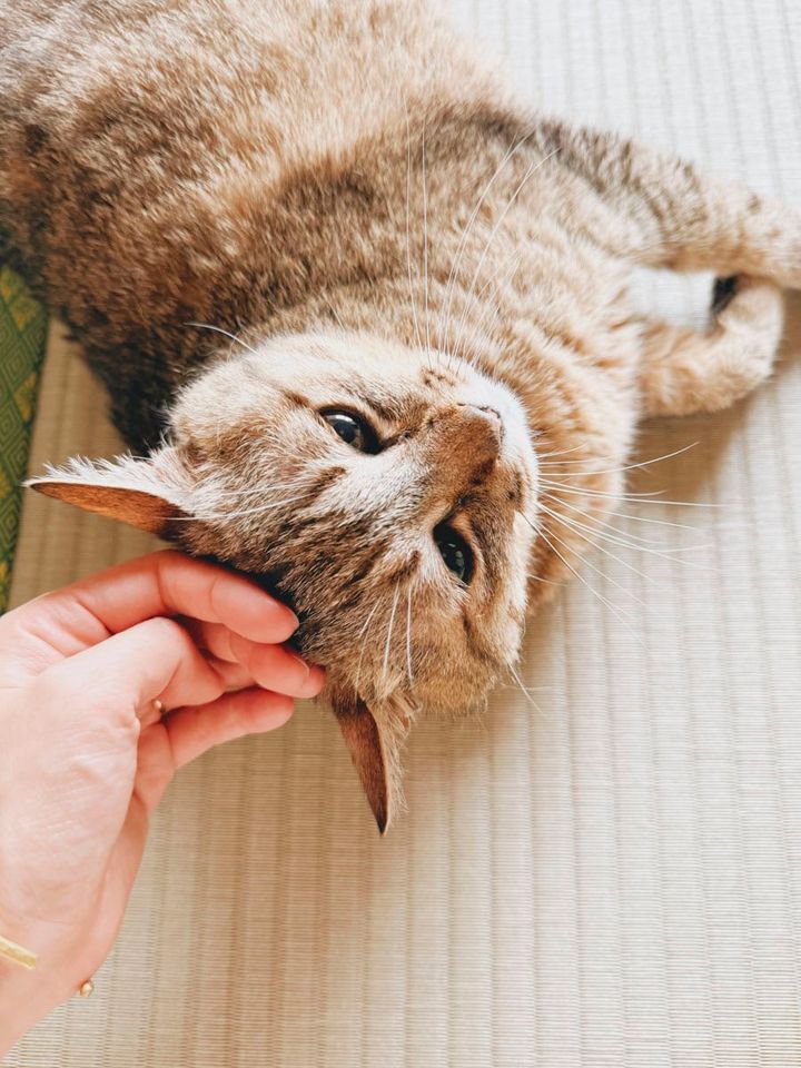 毎朝、「だいすきだよ」「今日もよろしくね」とねこたちに伝えることが日課になっています。