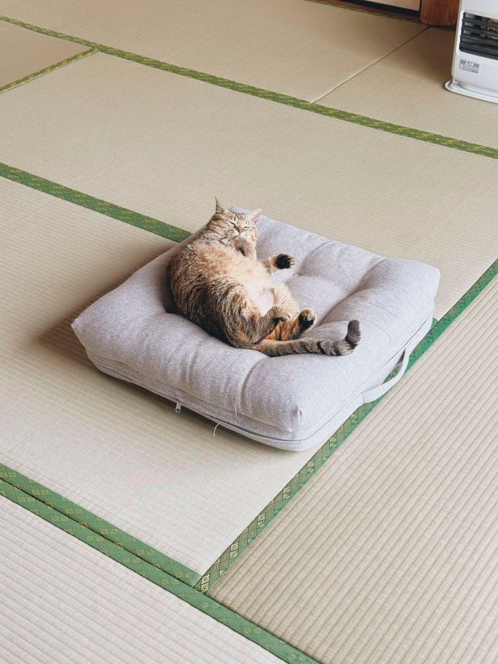 ひとりでのんびりしているときは、無闇にかまったりせずに、またそばに来てくれるのを待っています。