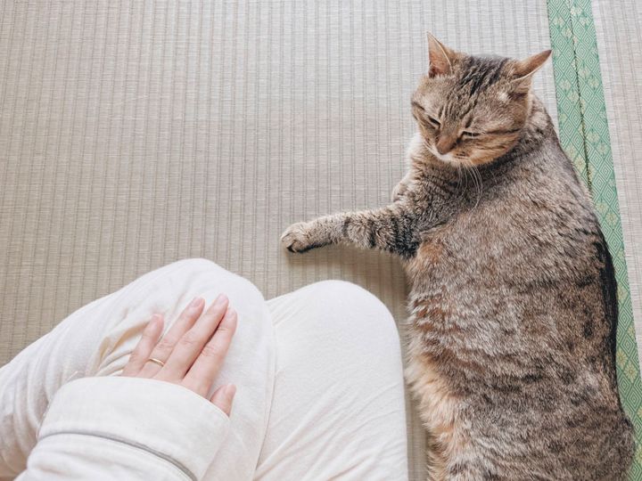 毎朝、そばにきてくれる14歳のねこ。短いけれど、ふたりで過ごす静かな時間が、いつも心を和ませてくれます。