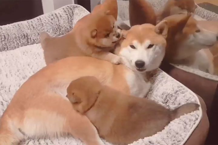 お母さんに思い思いの形で甘える愛らしい子犬たち