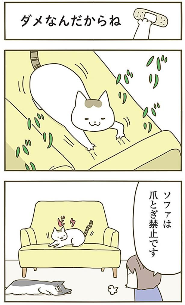 ダメなんだからね （C）卵山玉子／KADOKAWA