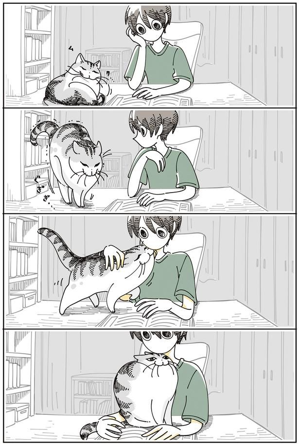 入り込んでくる猫 （C）キュルZ／KADOKAWA