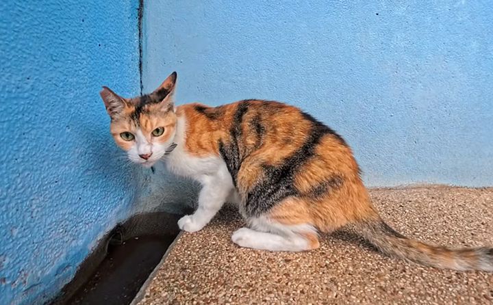 水を飲んでいた猫駅員