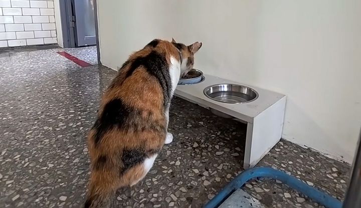 ご飯を食べる猫駅員