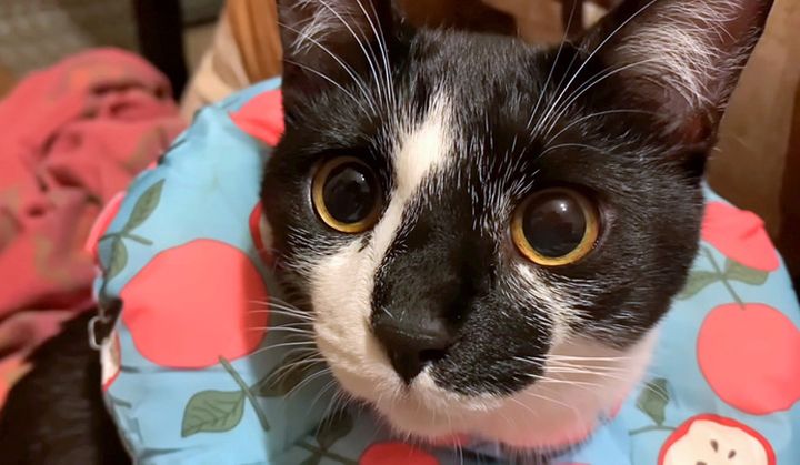 見つめる猫
