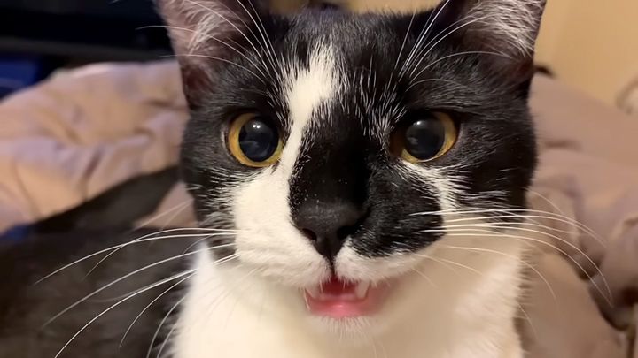 鳴く猫