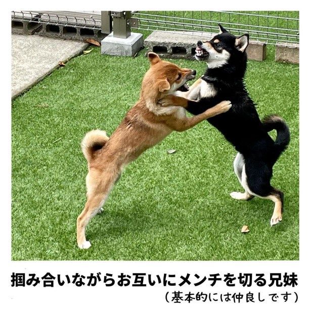 犬の兄妹バトルの実写！右のお兄ちゃんは怖い顔をしているが、基本的にいつも妹が優勢！ ユウコトリトリ(@yuko_toritori)