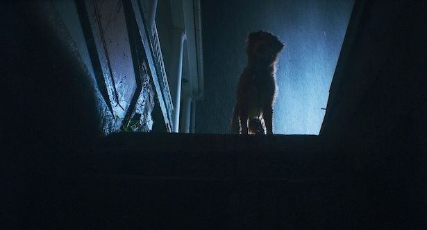 (C)2025 Whats Wrong With Your Dog, LLC. All Rights Reserved.