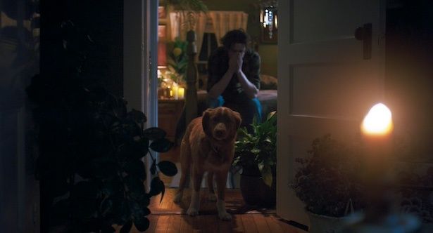 (C)2025 Whats Wrong With Your Dog, LLC. All Rights Reserved.