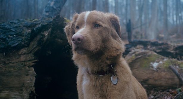 (C)2025 Whats Wrong With Your Dog, LLC. All Rights Reserved.