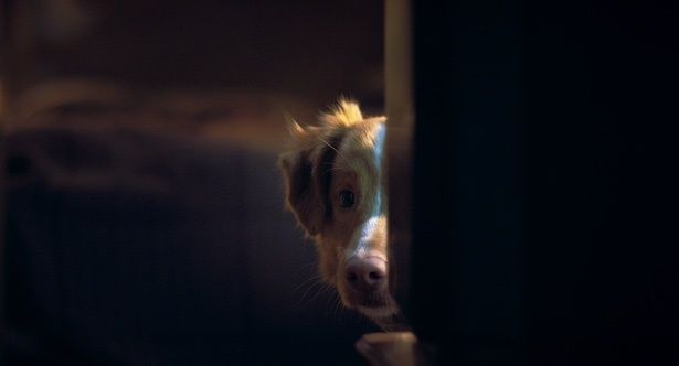(C)2025 Whats Wrong With Your Dog, LLC. All Rights Reserved.