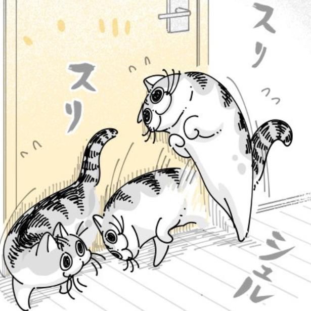 ドアにスリスリする猫 画像提供：キュルZ@kyuryuZ