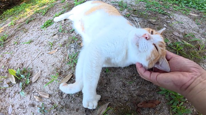 ナデナデされる猫