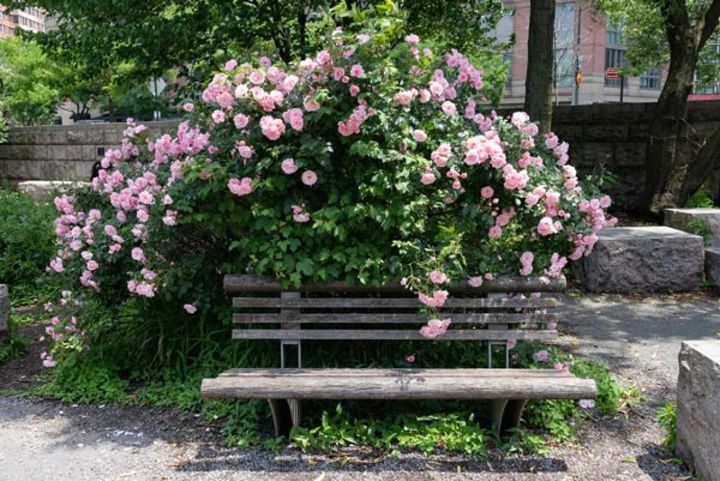 大きな茂みをつくり、たくさんの花を咲かせる半つる性のバラ。一季咲きの品種は花が終わった後、枝が長く伸びるので切って株をすっきりと整えます。