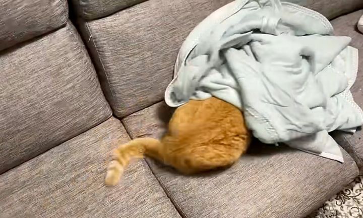 雷が怖い猫