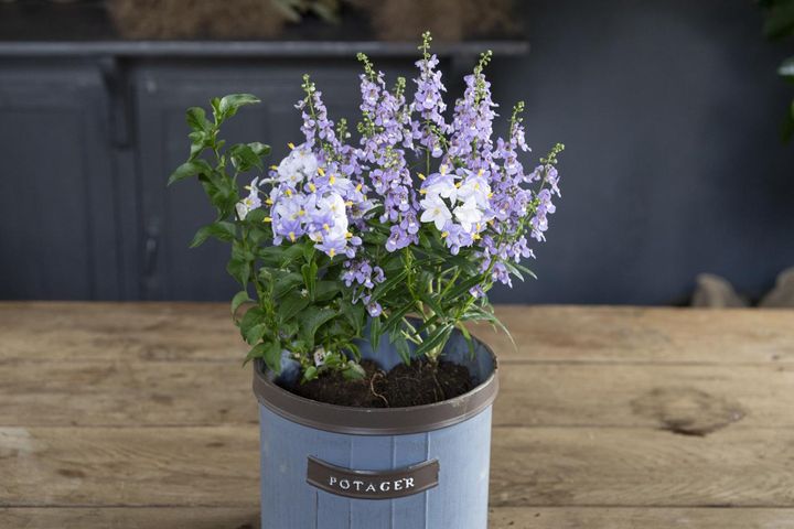 ツルハナナスをアンゲロニアに寄せて、重なり合った茎、枝を広げたところ