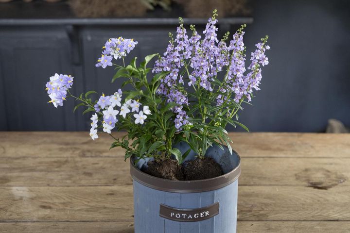 ツルハナナスを植えたところ