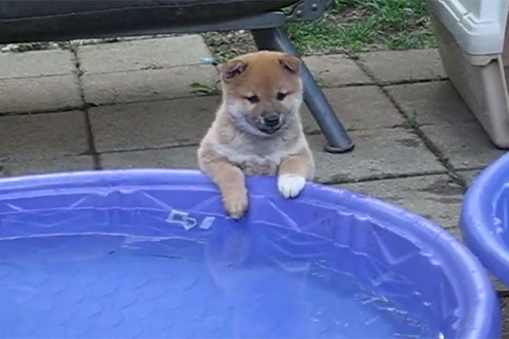 プールのふちに前足をのせて水面をじっと見つめる子犬…カワイイ…！