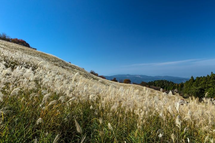 鷹巣原高原のすすき 絶景
