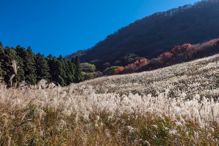 鷹巣原高原のすすき 絶景