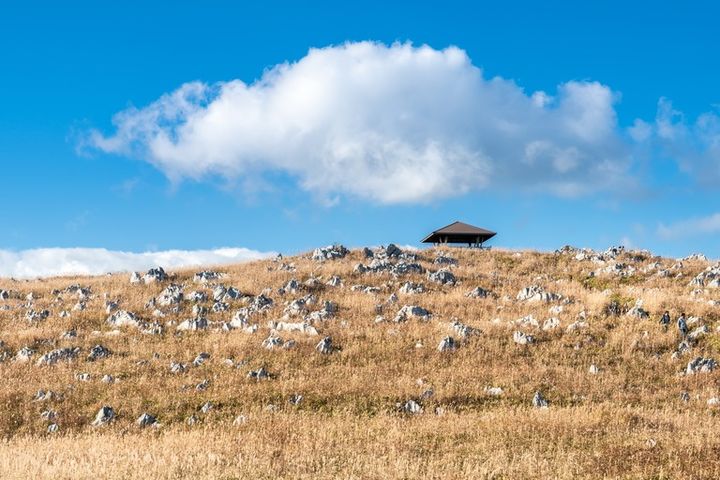 四国カルストの風景 すすき