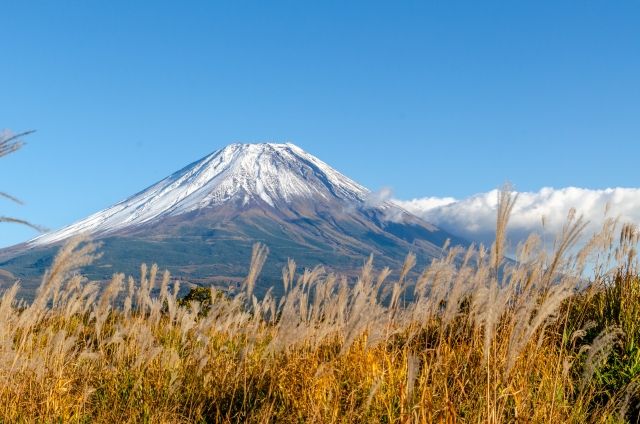 朝霧高原の富士山とすすきの景色
