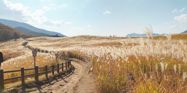 曽爾高原のすすきと絶景が広がる道