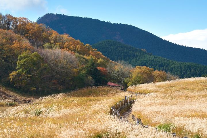 奈良県曽爾高原のススキ