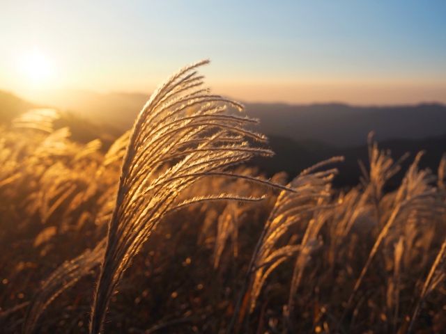 夕日に照らされるすすき クローズアップ 秋の絶景