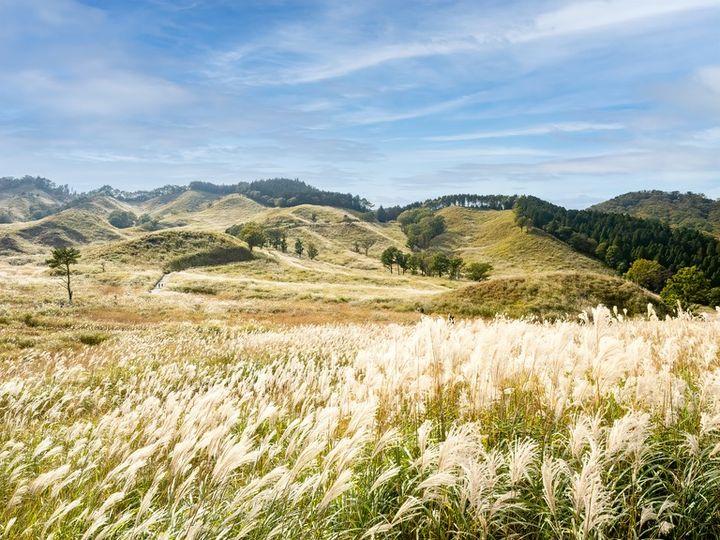 ススキで有名な兵庫県 砥峰高原の秋