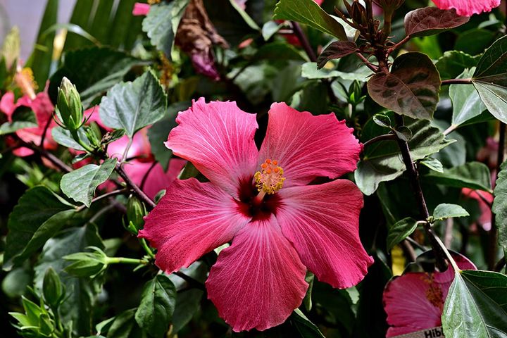 ‘ペインテッド・レディ’ Hibiscus 'Painted Lady'.