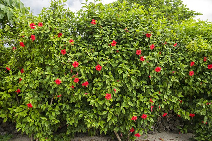  ブッソウゲ（アカバナー） Hibiscus rosa-sinensis 