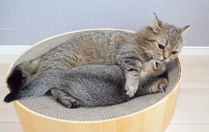お母さんに甘える子猫