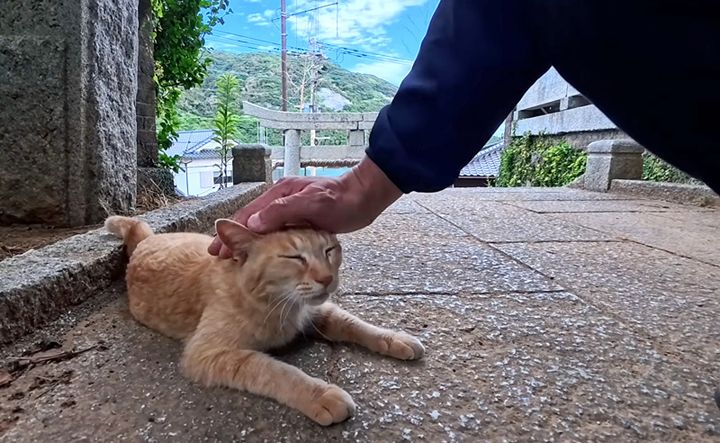 ナデナデされる神社の猫