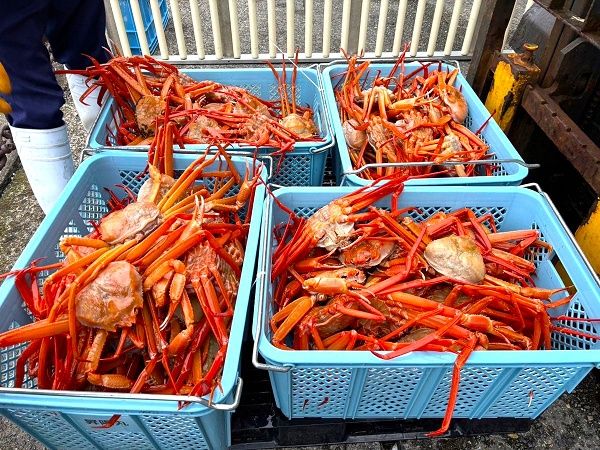 【石川県輪島市】水質管理技術「LIV WATER」で鮮度を保持した紅ズワイガニを発売！売上は漁師の支援に