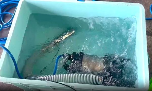 【石川県輪島市】水質管理技術「LIV WATER」で鮮度を保持した紅ズワイガニを発売！売上は漁師の支援に