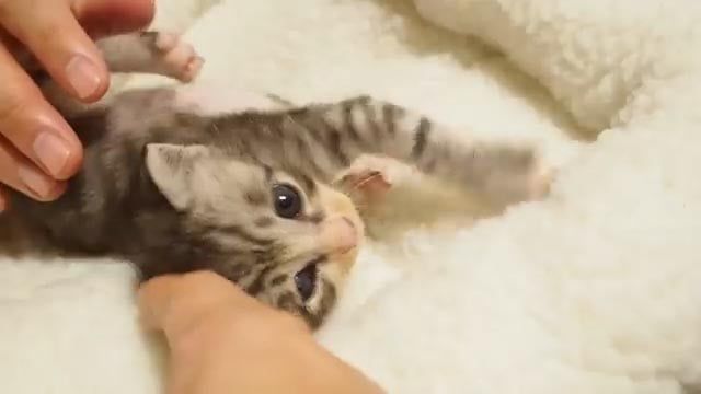 飼い主にほっぺをぷにぷに、なでなでされると……？