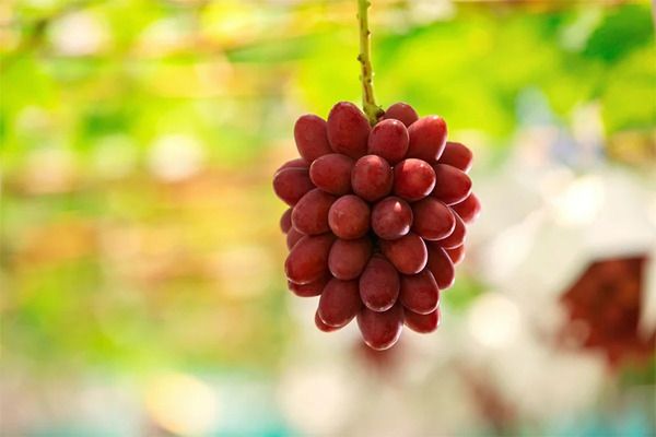 島根県産の2つのプレミアム果実、ぶどう「神紅」＆いちじく「蓬莱柿」発売！