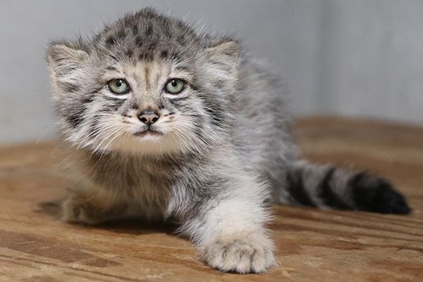 【兵庫県神戸市】神戸どうぶつ王国でマヌルネコの赤ちゃん展示開始！今しか見られない微笑ましい姿