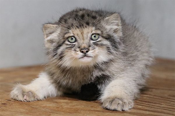 【兵庫県神戸市】神戸どうぶつ王国でマヌルネコの赤ちゃん展示開始！今しか見られない微笑ましい姿