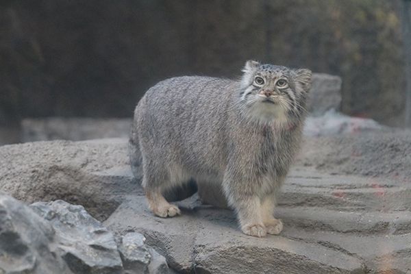 【兵庫県神戸市】神戸どうぶつ王国でマヌルネコの赤ちゃん展示開始！今しか見られない微笑ましい姿