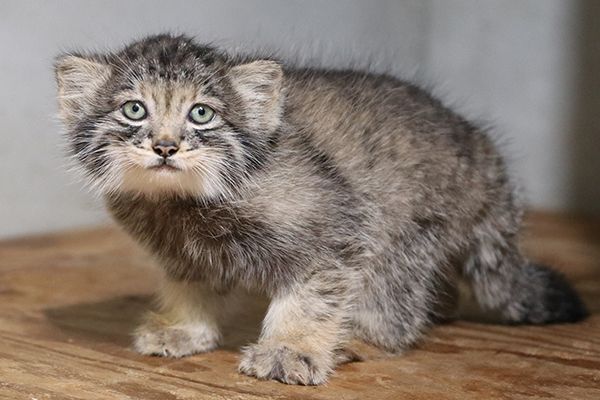 【兵庫県神戸市】神戸どうぶつ王国でマヌルネコの赤ちゃん展示開始！今しか見られない微笑ましい姿