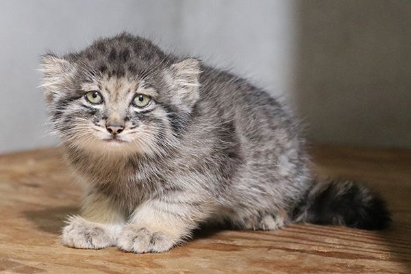 【兵庫県神戸市】神戸どうぶつ王国でマヌルネコの赤ちゃん展示開始！今しか見られない微笑ましい姿