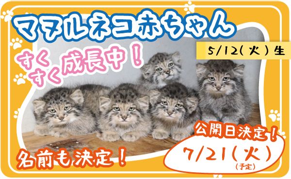 【兵庫県神戸市】神戸どうぶつ王国でマヌルネコの赤ちゃん展示開始！今しか見られない微笑ましい姿