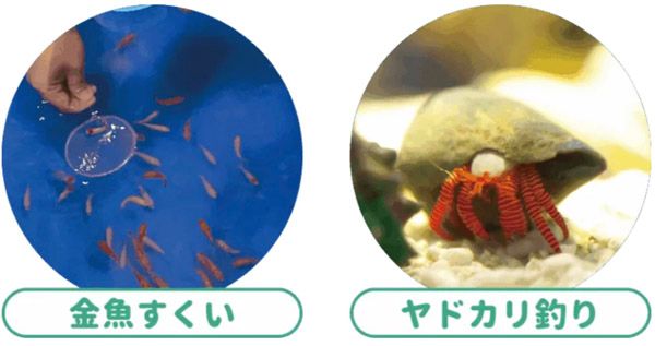 【茨城県水戸市】本物の海のいきものたちを観察＆触れ合える「サマーアクアリウム遊べるふしぎな水族園 in 京成百貨店」開催