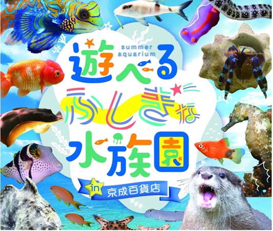 【茨城県水戸市】本物の海のいきものたちを観察＆触れ合える「サマーアクアリウム遊べるふしぎな水族園 in 京成百貨店」開催