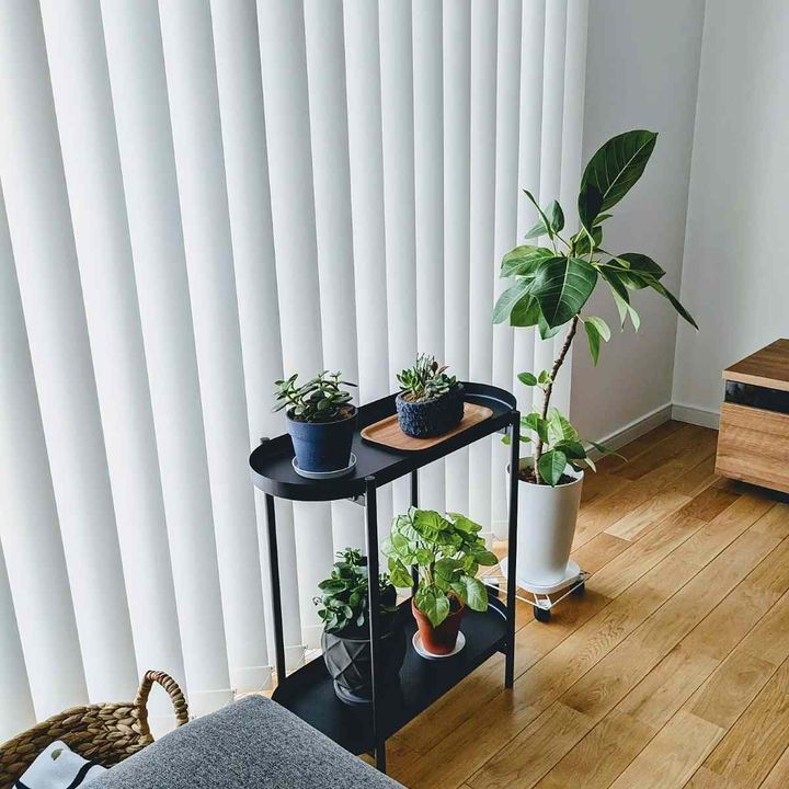 観葉植物3