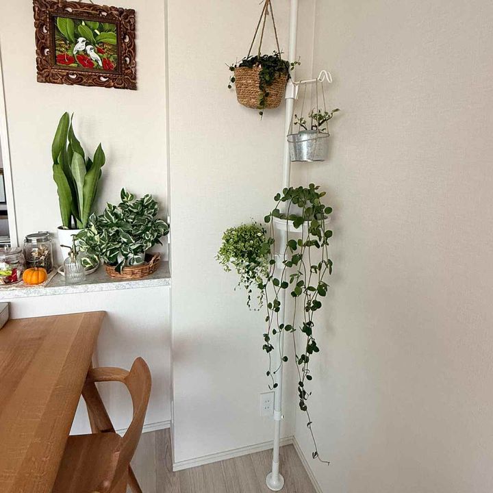 観葉植物